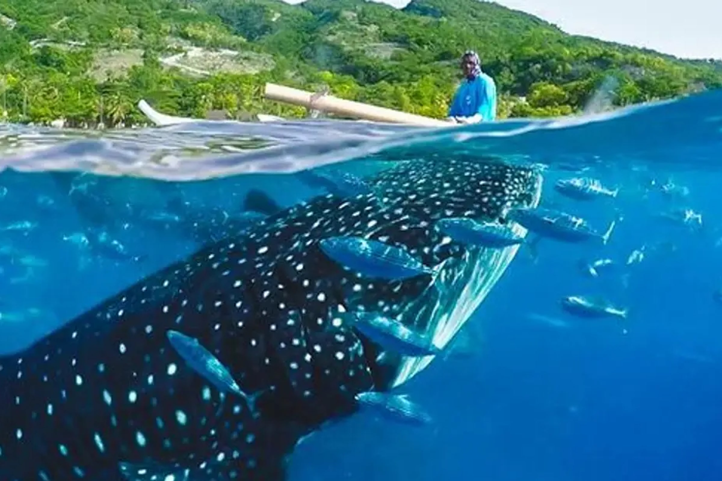 Private Whale Shark Watching and Canyoneering in Kawasan Falls Tour